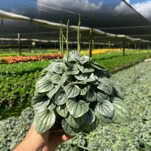 Peperomia Frost Radiator Plant Live Houseplant – 6 inch Pot – Indoor - Image 2
