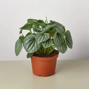 Peperomia Frost Radiator Plant Live Houseplant – 6 inch Pot – Indoor - Image 3