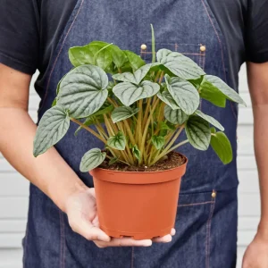 Peperomia Frost Radiator Plant Live Houseplant – 6 inch Pot – Indoor - Image 4