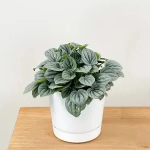 Peperomia Frost Radiator Plant Live Houseplant – 6 inch Pot – Indoor - Image 5
