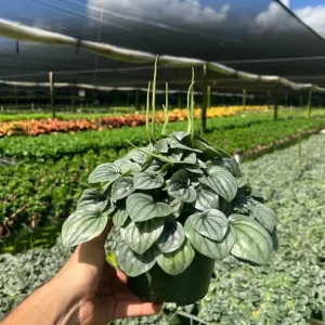 Peperomia Frost Radiator Plant Live Houseplant – 6 inch Pot – Indoor - Image 1
