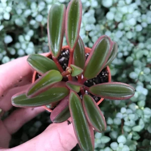 Peperomia Ruby Glow Live Plant - Peperomia Graveolens Succulent Houseplant - Image 2