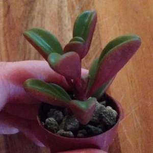 Peperomia Ruby Glow Live Plant - Peperomia Graveolens Succulent Houseplant - Image 3