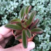 Peperomia Ruby Glow Live Plant - Peperomia Graveolens Succulent Houseplant - Image 1