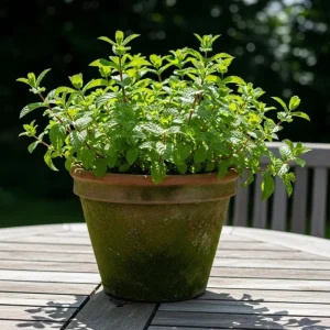 Peppermint Herb Live Plant – Fragrant, Edible, 3.5-inch Pot, 3-5 Inches Tall - Image 7