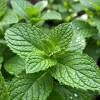 Peppermint Herb Live Plant – Fragrant, Edible, 3.5-inch Pot, 3-5 Inches Tall - Image 1