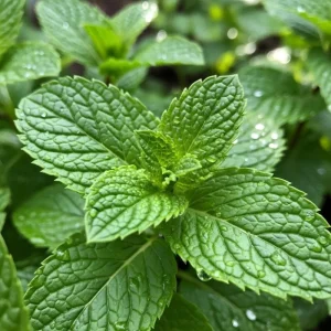 Peppermint Herb Live Plant – Fragrant, Edible, 3.5-inch Pot, 3-5 Inches Tall - Image 1
