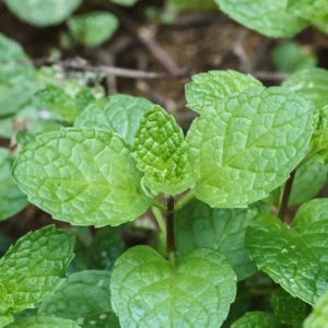 Peppermint Live Plant – Fragrant Edible Herb – 4 Inch Pot – 4-7 Inches Tall - Image 2