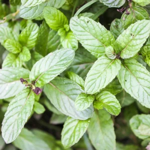 Peppermint Live Plant – Fragrant Edible Herb – 4 Inch Pot – 4-7 Inches Tall - Image 3
