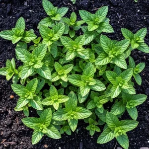 Peppermint Live Plant – Fragrant Edible Herb – 4 Inch Pot – 4-7 Inches Tall - Image 4