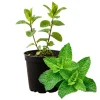 Peppermint Live Plant – Fragrant Edible Herb – 4 Inch Pot – 4-7 Inches Tall - Image 1