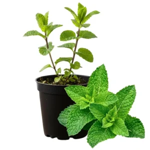 Peppermint Live Plant – Fragrant Edible Herb – 4 Inch Pot – 4-7 Inches Tall - Image 1