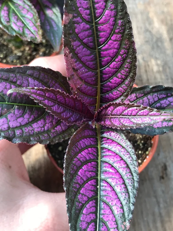 Persian Shield Live Plant – Strobilanthes Dyerianus – 4x 2 inch Pots – Indoor/Outdoor - Image 2