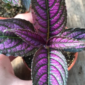 Persian Shield Live Plant – Strobilanthes Dyerianus – Indoor Foliage Plant - Image 2