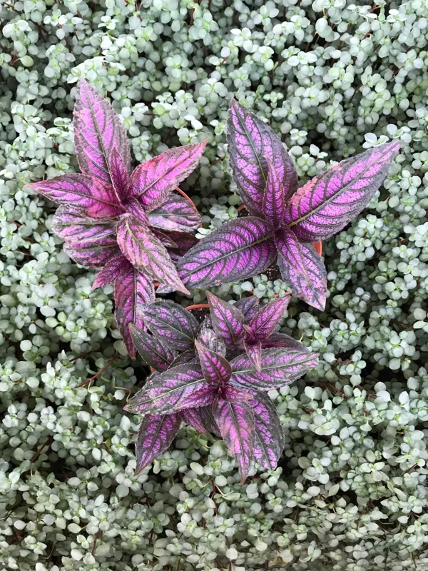 Persian Shield Live Plant – Strobilanthes Dyerianus – 4x 2 inch Pots – Indoor/Outdoor - Image 3