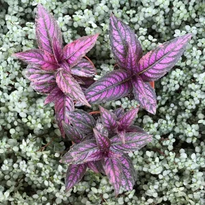Persian Shield Live Plant – Strobilanthes Dyerianus – Indoor Foliage Plant - Image 3