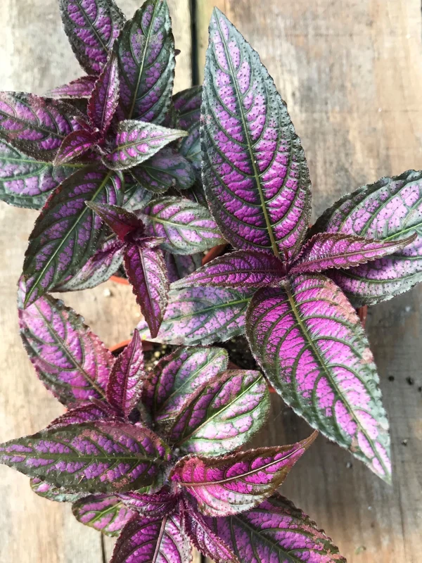 Persian Shield Live Plant – Strobilanthes Dyerianus – 4x 2 inch Pots – Indoor/Outdoor - Image 4