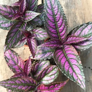 Persian Shield Live Plant – Strobilanthes Dyerianus – Indoor Foliage Plant - Image 4