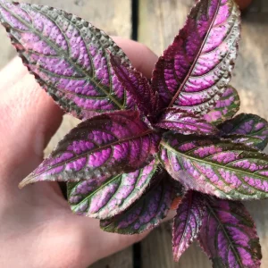Persian Shield Live Plant – Strobilanthes Dyerianus – Indoor Foliage Plant - Image 5