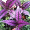 Persian Shield Live Plant – Strobilanthes Dyerianus – 4x 2 inch Pots – Indoor/Outdoor - Image 1