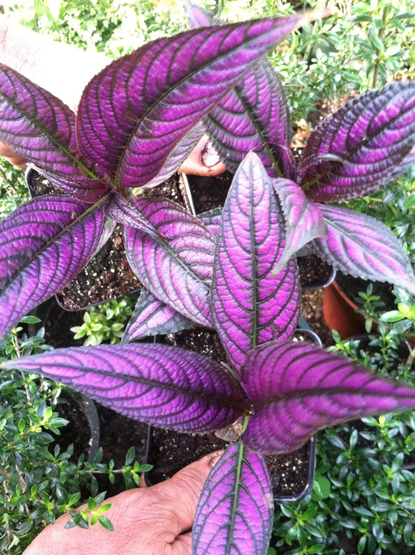Persian Shield Live Plant – Strobilanthes Dyerianus – 4x 2 inch Pots – Indoor/Outdoor - Image 1