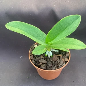 Phalaenopsis pulcherrima 'Mauna Kea Snow' Orchid Live Plant, 3