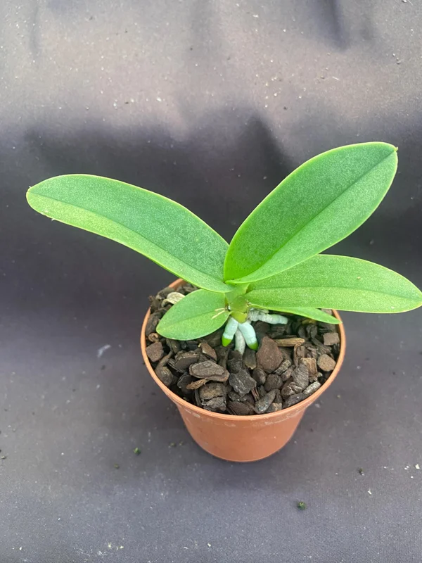 Phalaenopsis pulcherrima 'Mauna Kea Snow' Orchid Live Plant, 3" Pot - Image 2