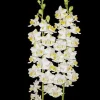 Phalaenopsis pulcherrima 'Mauna Kea Snow' Orchid Live Plant, 3" Pot - Image 1