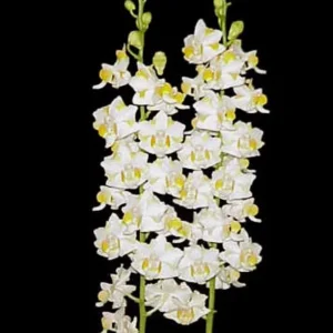 Phalaenopsis pulcherrima 'Mauna Kea Snow' Orchid Live Plant, 3