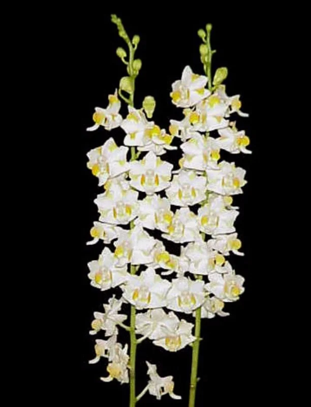 Phalaenopsis pulcherrima 'Mauna Kea Snow' Orchid Live Plant, 3" Pot - Image 1