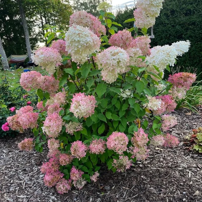 Phantom Hydrangea Tree Live Plant, 2.5 Inch Pot, 3-5 Inches Tall, Pink and White Hydrangeas for Landscaping - Image 4