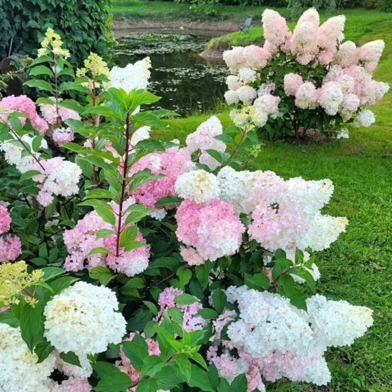 Phantom Hydrangea Tree Live Plant, 2.5 Inch Pot, 3-5 Inches Tall, Pink and White Hydrangeas for Landscaping - Image 5