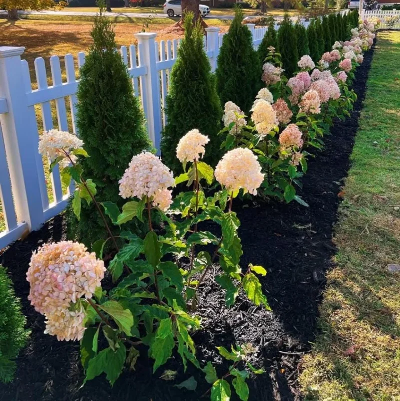 Phantom Hydrangea Tree Live Plant, 2.5 Inch Pot, 3-5 Inches Tall, Pink and White Hydrangeas for Landscaping - Image 6
