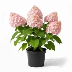 Phantom Hydrangea Tree Live Plant, 2.5 Inch Pot, 3-5 Inches Tall, Pink and White Hydrangeas for Landscaping - Image 1