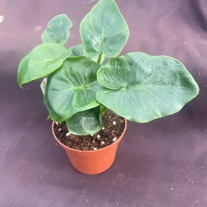 Philodendron Atom Live Plant - Compact Low Light Houseplant - Rooted in 3