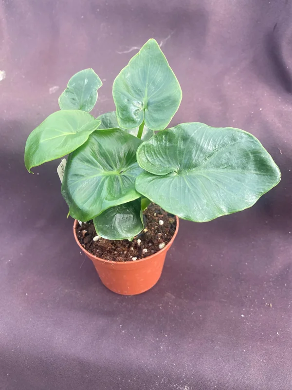 Philodendron Atom Live Plant - Compact Low Light Houseplant - Rooted in 3" Pot - Image 2