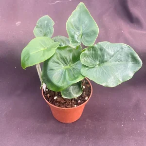 Philodendron Atom Live Plant - Compact Low Light Houseplant - Rooted in 3
