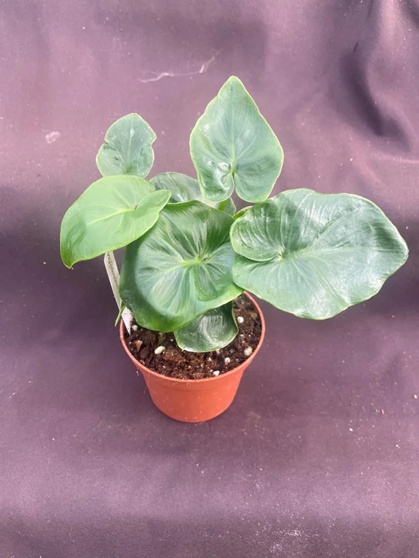 Philodendron Atom Live Plant - Compact Low Light Houseplant - Rooted in 3" Pot - Image 3