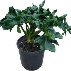 Philodendron Atom Live Plant - Compact Low Light Houseplant - Rooted in 3