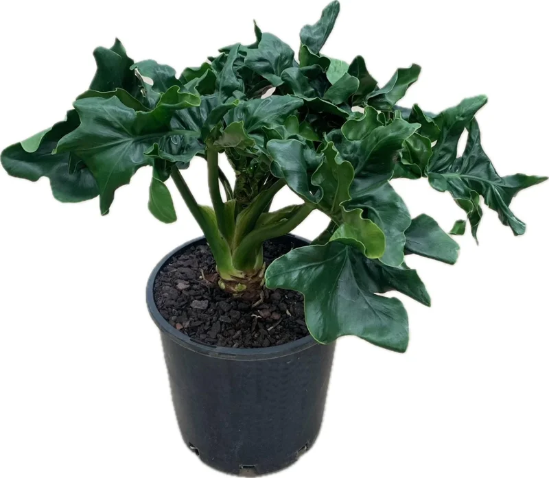 Philodendron Atom Live Plant - Compact Low Light Houseplant - Rooted in 3" Pot - Image 1