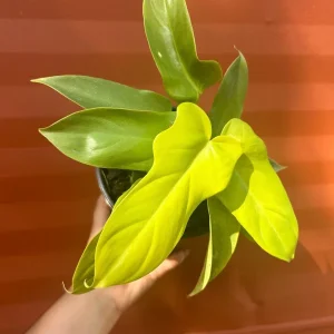 Philodendron Aurea Live Plant - 6 inch Pot - Indoor & Outdoor Tropical Houseplant - Image 2