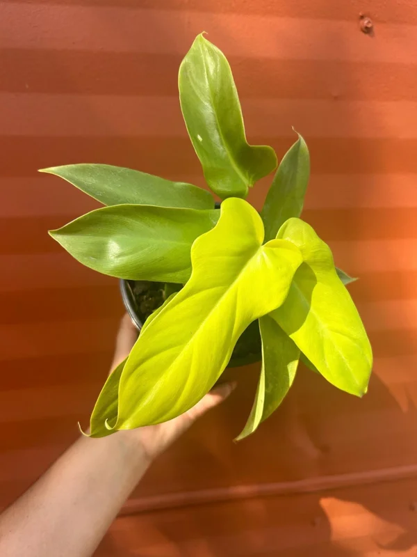 Philodendron Aurea Live Plant - 6 inch Pot - Indoor & Outdoor Tropical Houseplant - Image 2