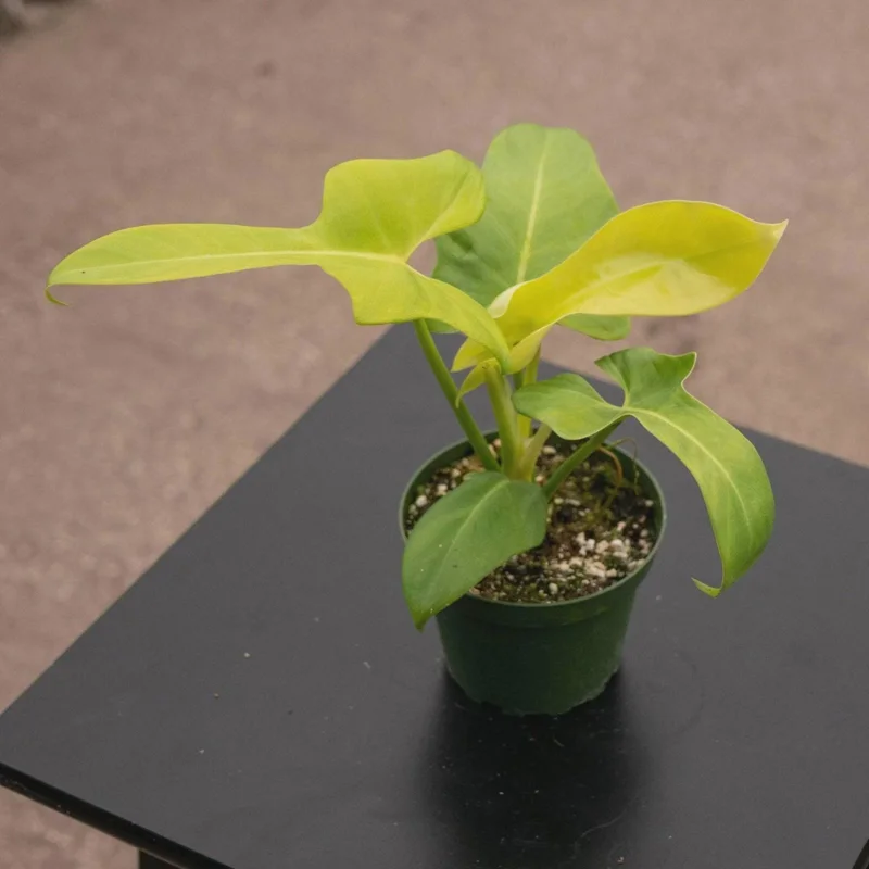 Philodendron Aurea Live Plant - 6 inch Pot - Indoor & Outdoor Tropical Houseplant - Image 3