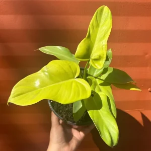 Philodendron Aurea Live Plant - 6 inch Pot - Indoor & Outdoor Tropical Houseplant - Image 4