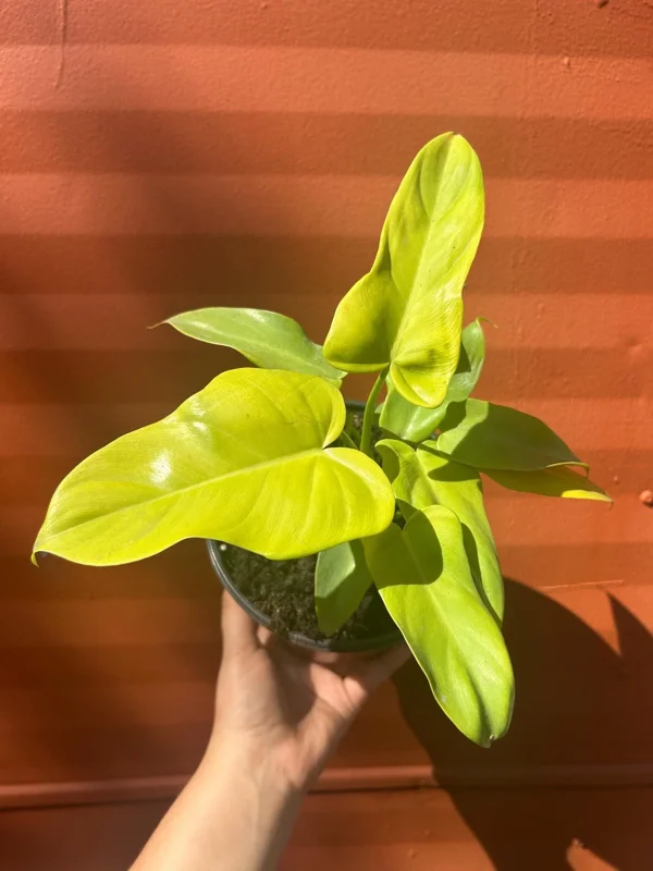 Philodendron Aurea Live Plant - 6 inch Pot - Indoor & Outdoor Tropical Houseplant - Image 4