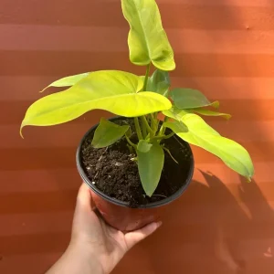 Philodendron Aurea Live Plant - 6 inch Pot - Indoor & Outdoor Tropical Houseplant - Image 5