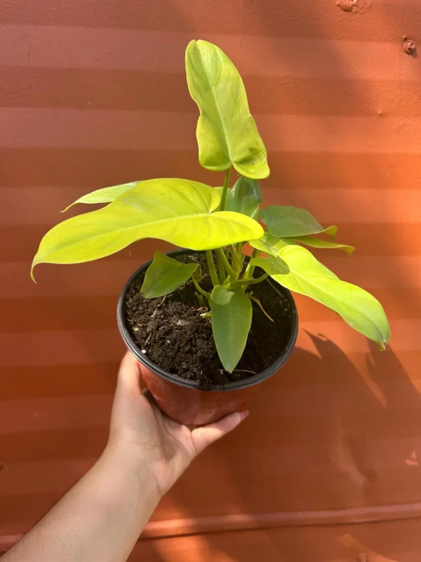 Philodendron Aurea Live Plant - 6 inch Pot - Indoor & Outdoor Tropical Houseplant - Image 5