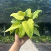Philodendron Aurea Live Plant - 6 inch Pot - Indoor & Outdoor Tropical Houseplant - Image 1