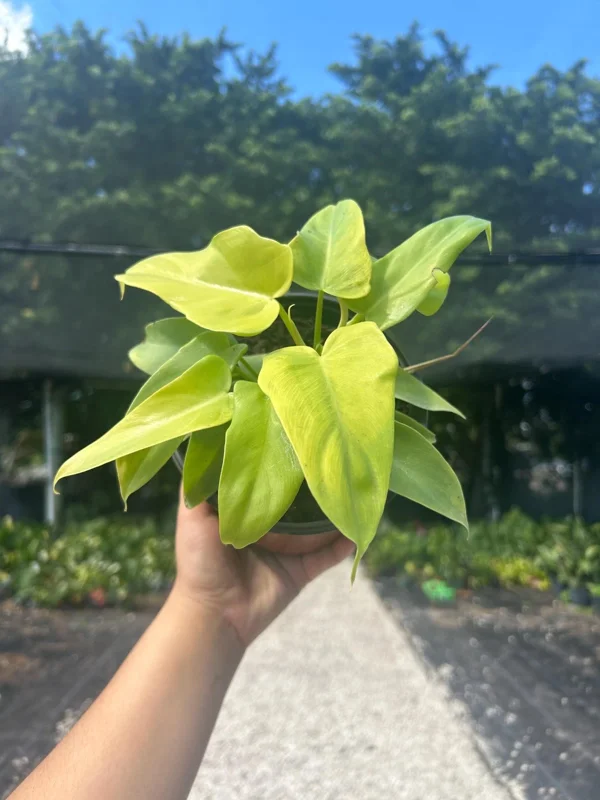 Philodendron Aurea Live Plant - 6 inch Pot - Indoor & Outdoor Tropical Houseplant - Image 1
