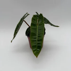 Philodendron Billietiae Live Plant – 4" Pot – Tropical Houseplant – Unique Leaves - Image 2